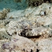 crocodilefish_flathead_nus_h_0705_png1746.jpg